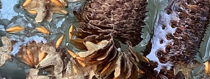 Image description: a close-up photograph of seed cones and fallen leaves in shades of light brown and light orange on the frozen surface of water. In the lower left corner is a transparent black rectangle with the words Peitho Volume 25.2 Winter 2023 in the same light orange as the leaves
