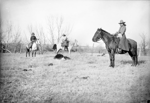 Three women sit astride horses. There is a roped cow laying down in the middle of the three.